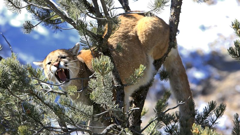 Cougar (Mountain Lion)