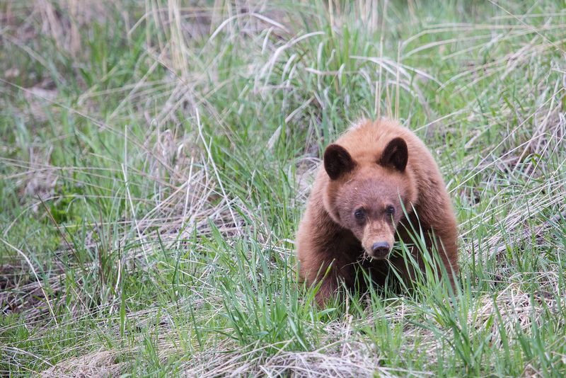 Cinnamon Bear (American Black Bear Subspecies)