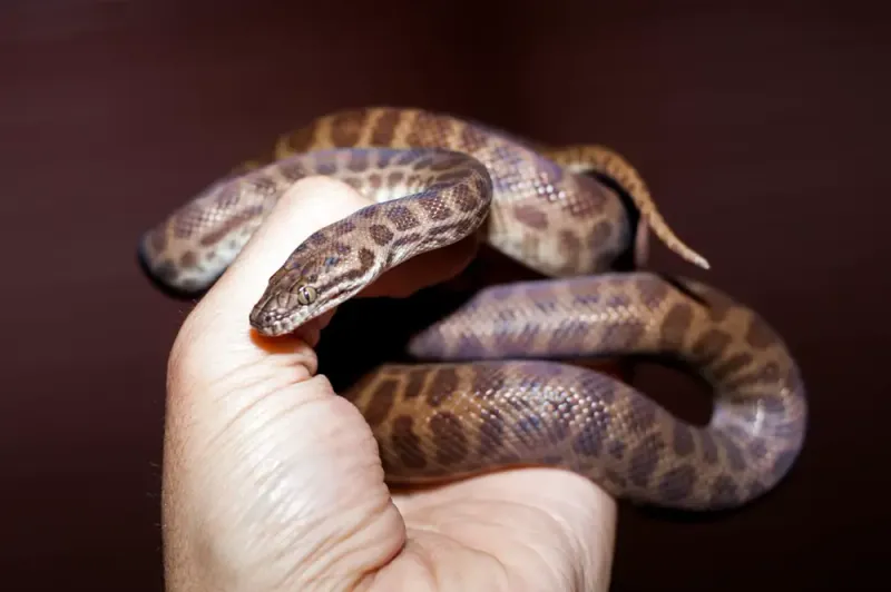 Children's Python: The Aptly Named Amigo