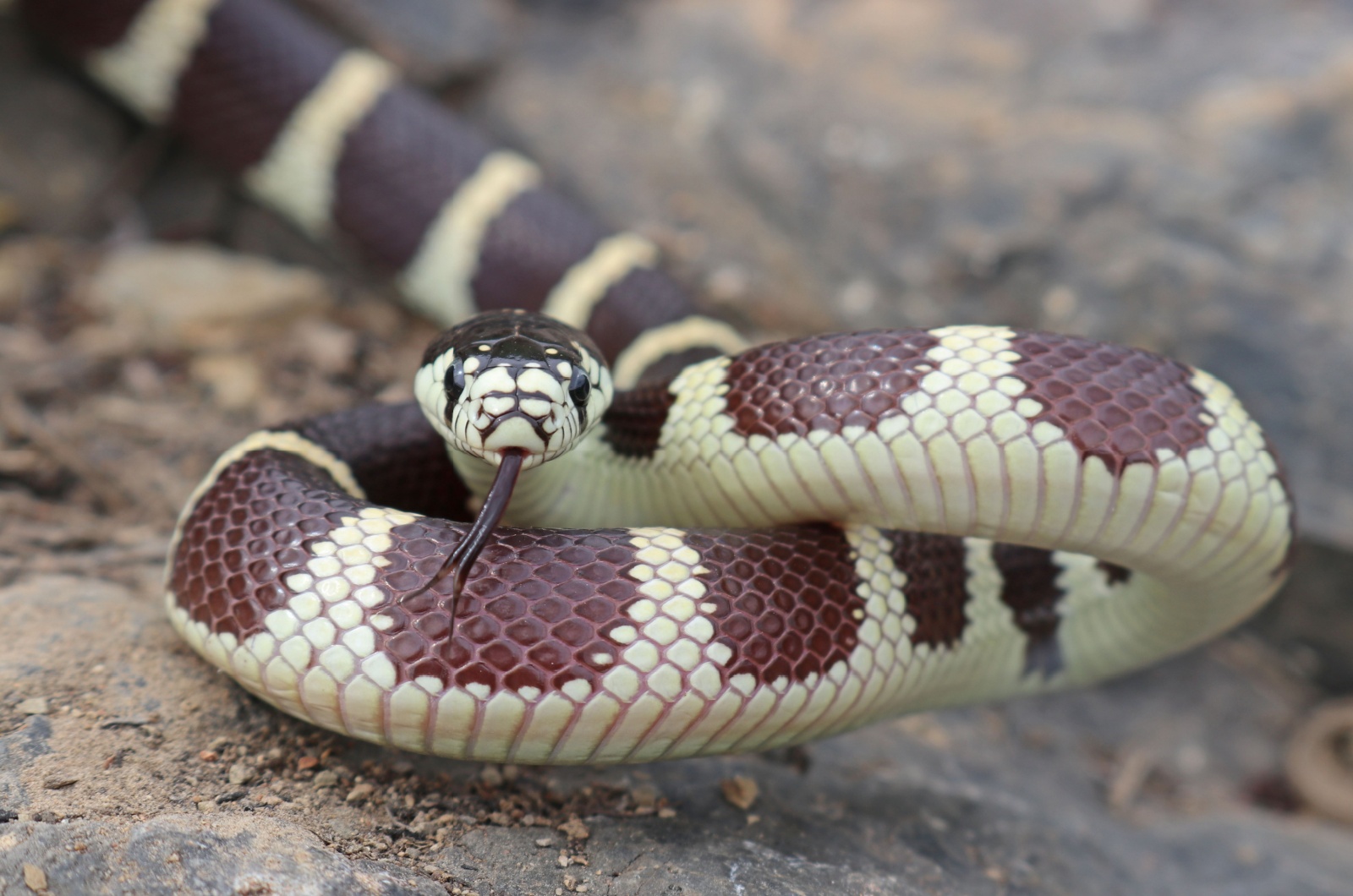 California Kingsnake