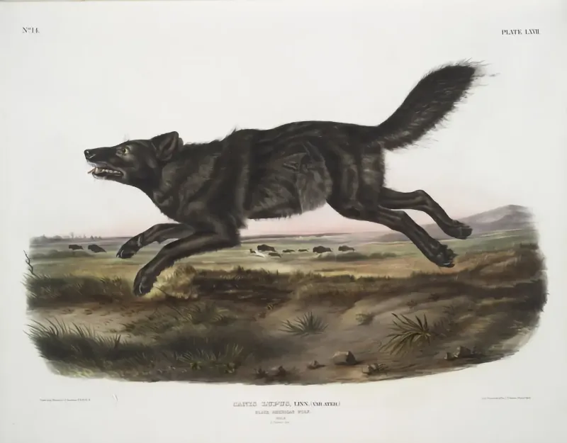 Florida Black Wolf (Extinct)