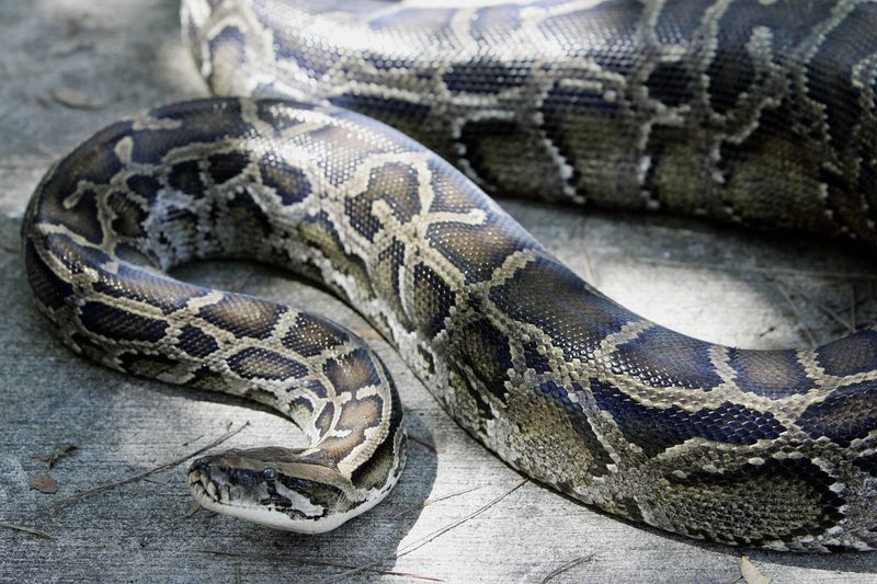 New York's Reticulated Python