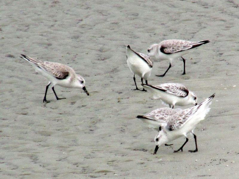 Jekyll Island