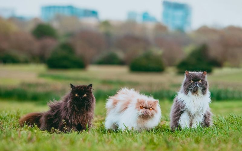 Distinctive Purr Quality