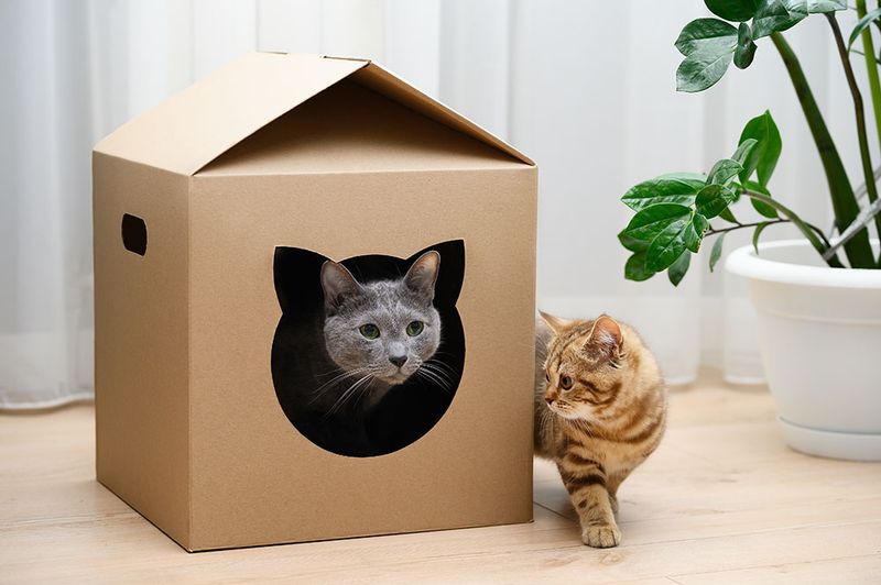 Cardboard Castle Comfort