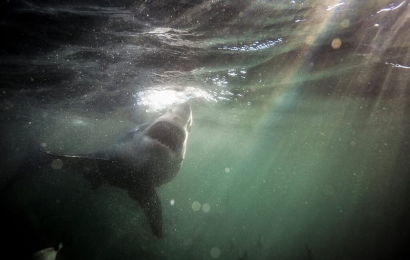 Cooper River: South Carolina's Shark Surprise