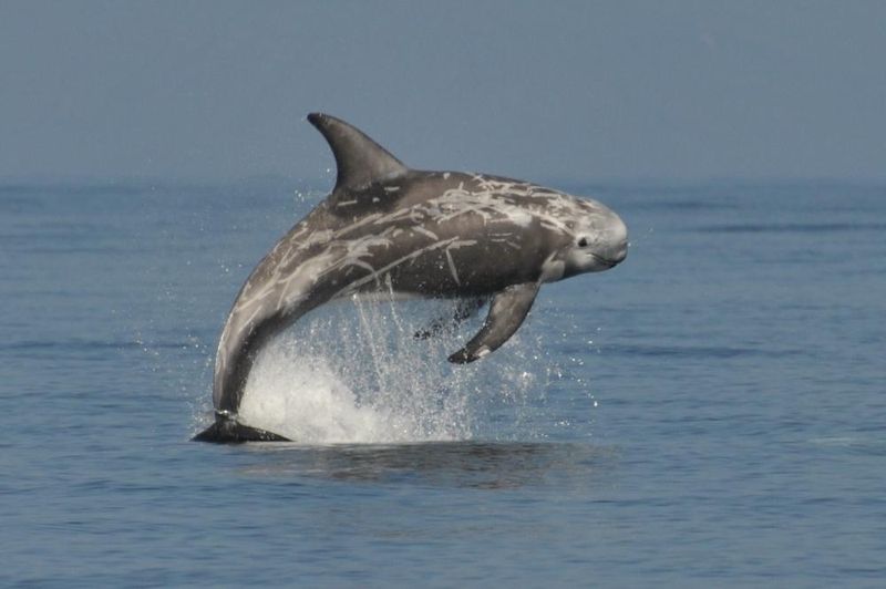 Bottlenose-Risso's Dolphin Hybrids: Mediterranean Mavericks