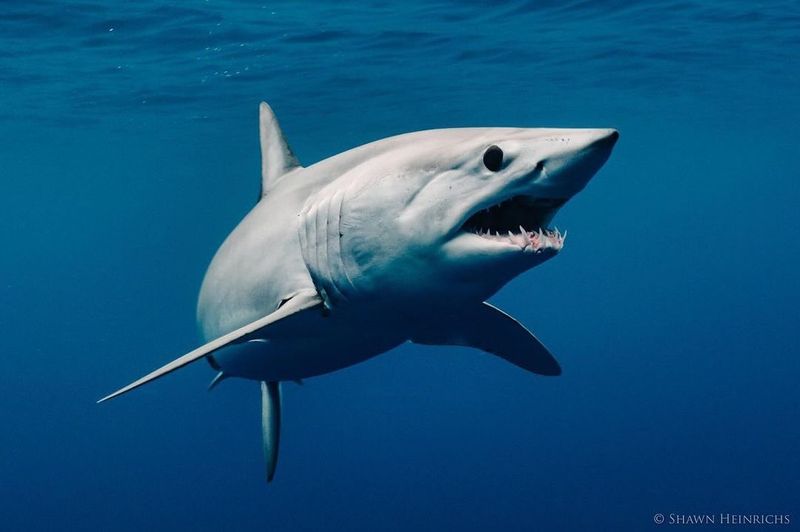 Sharks: Evolutionary Perfection