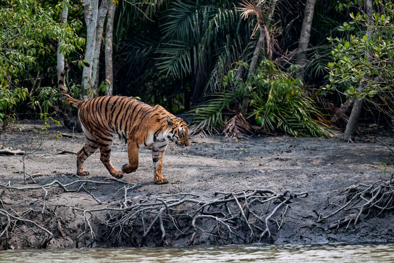Fish-Hunting Technique