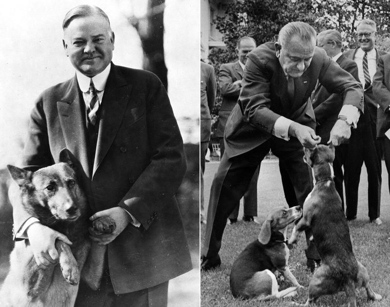 Depression-Era Hero: Hoover's German Shepherd Boosted Morale