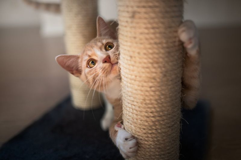 How Do I Stop My Cat From Scratching Furniture?