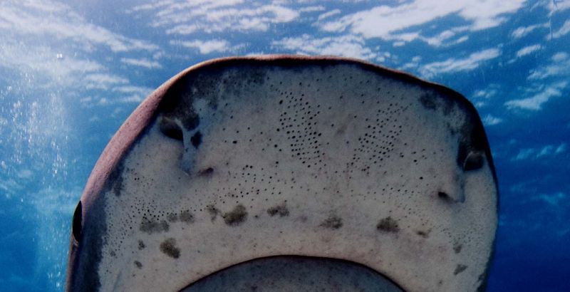 The Origin Of Sharks' Electrical Sense