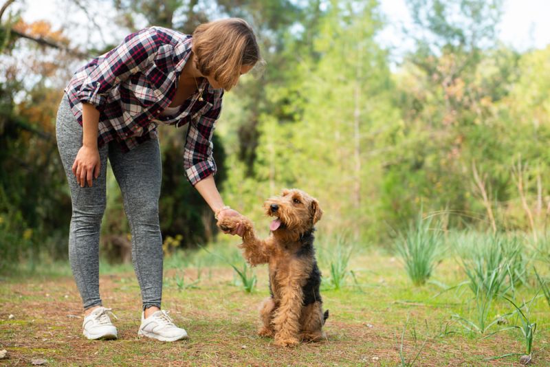 Welsh Terrier