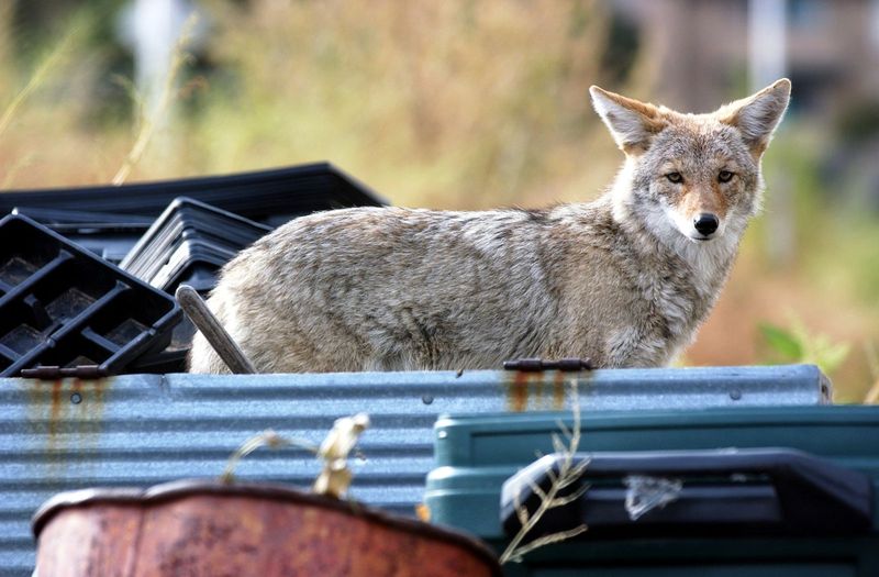 Coyotes: Suburban Survivors