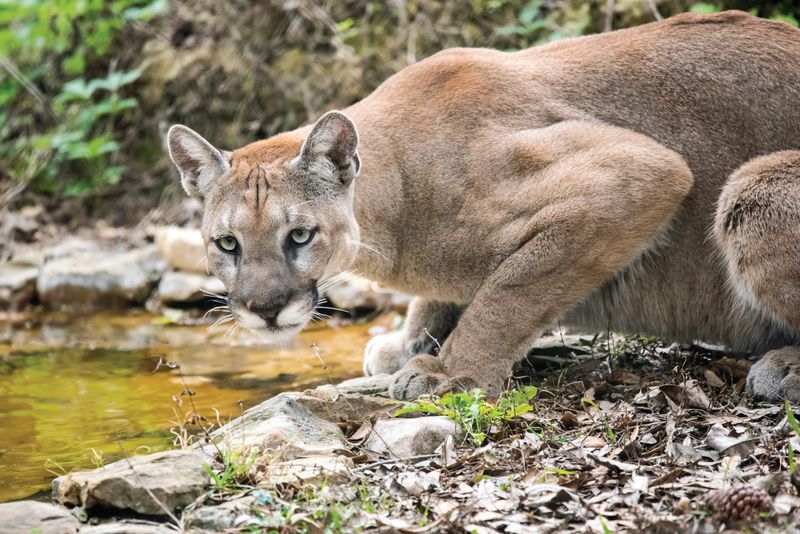 Cougar