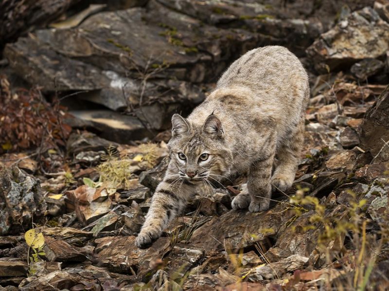 Bobcats: Adaptable Ambushers