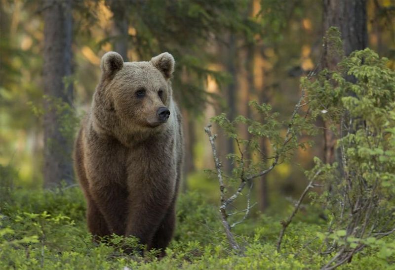 Finland's Lapland