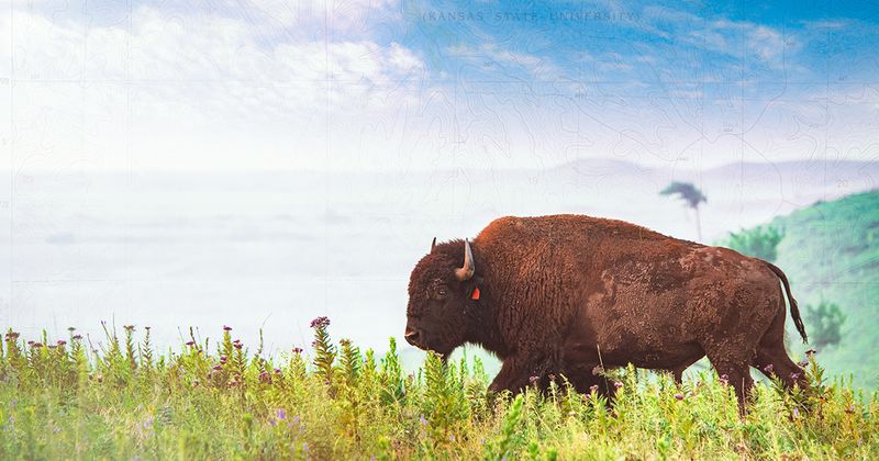 Konza Prairie's Scientific Miracle