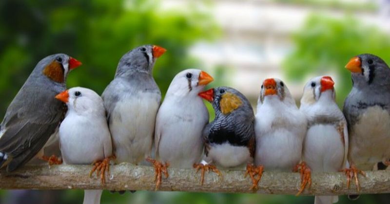Finches