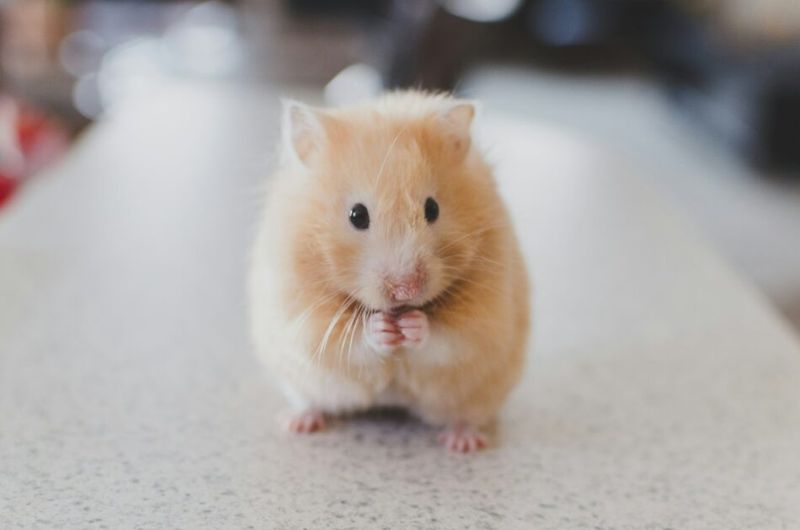Syrian Hamster