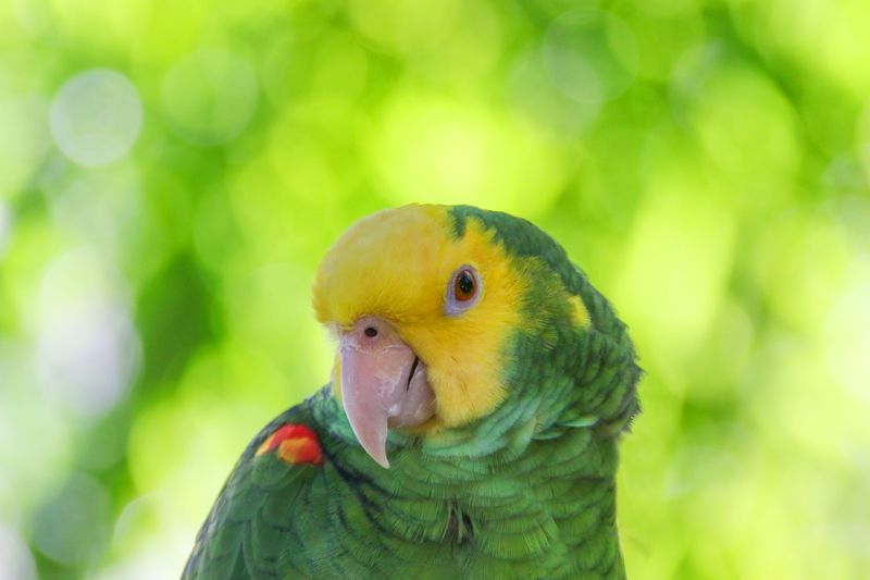 Amazon Parrot