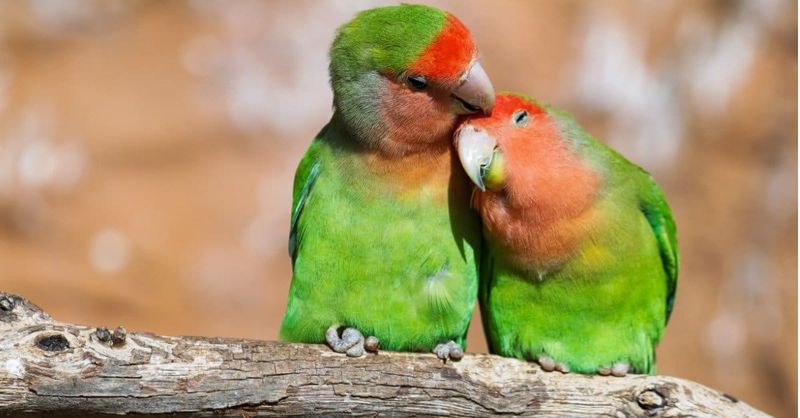 Lovebird