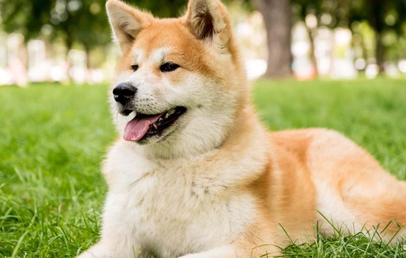 Akita – The Silent Judge