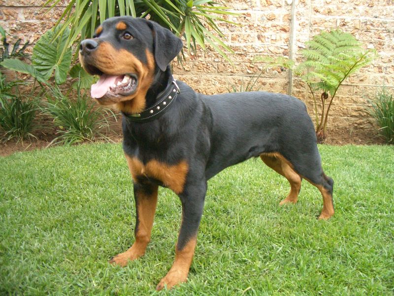 Rottweiler