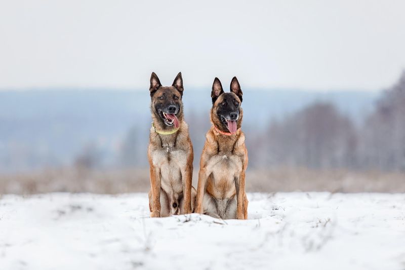 Belgian Malinois
