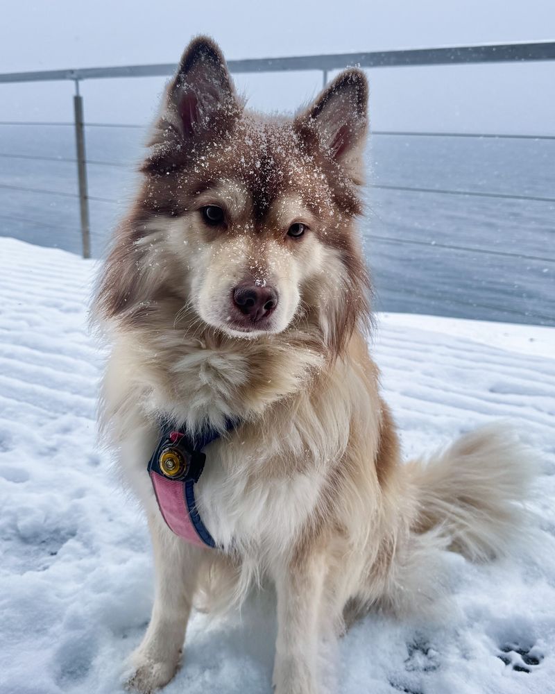 Finnish Lapphund