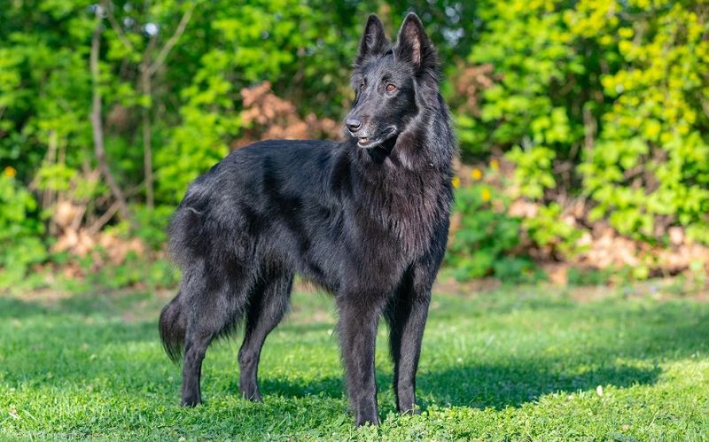 Belgian Sheepdog