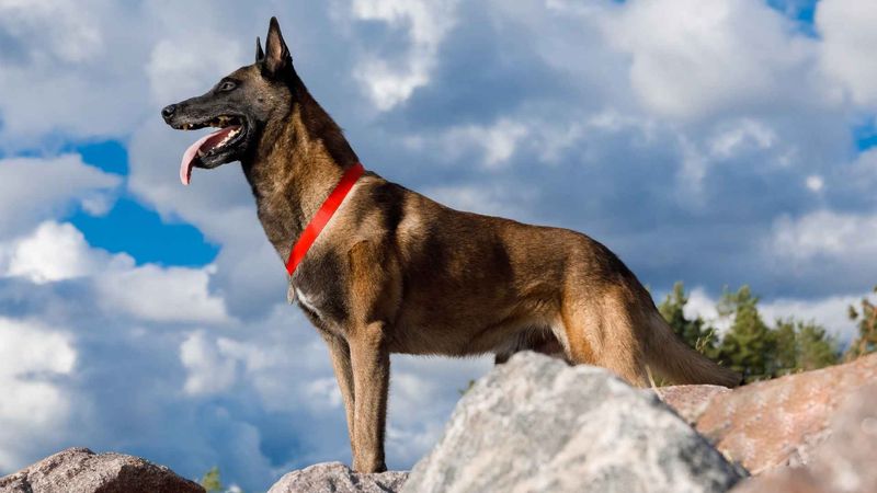 Belgian Malinois
