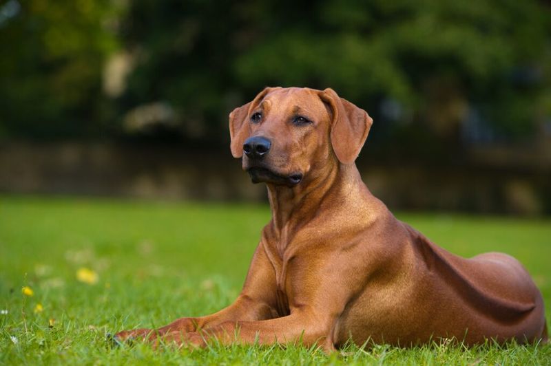 Rhodesian Ridgebacks: Lion Hunters With Heart