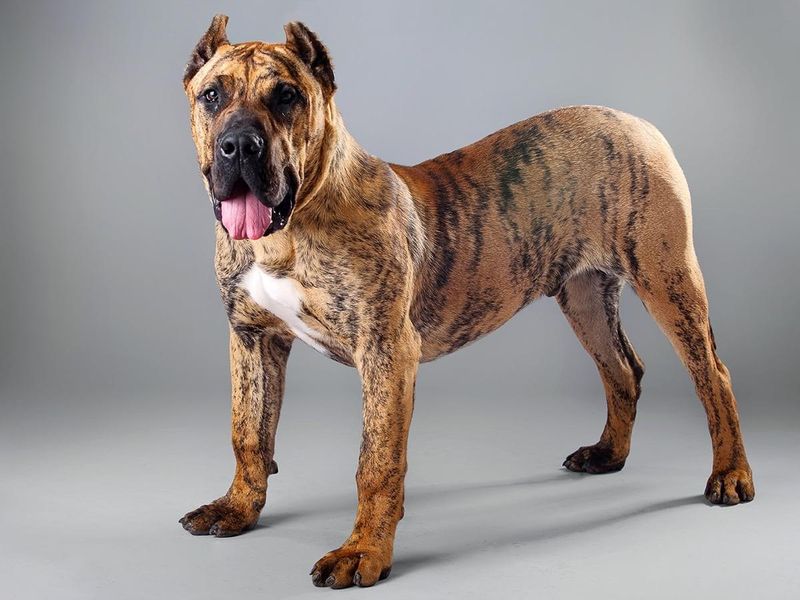Presa Canario - Spanish Powerhouses With Limited Welcome