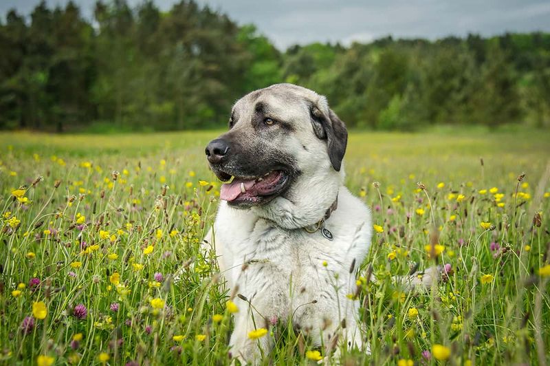 Anatolian Shepherd: Livestock Guardians In Training