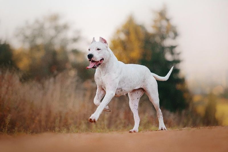 Dogo Argentino: The Fearless Hunter