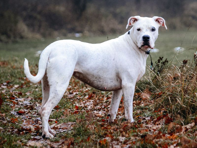 Dogo Argentino: The White Hunter