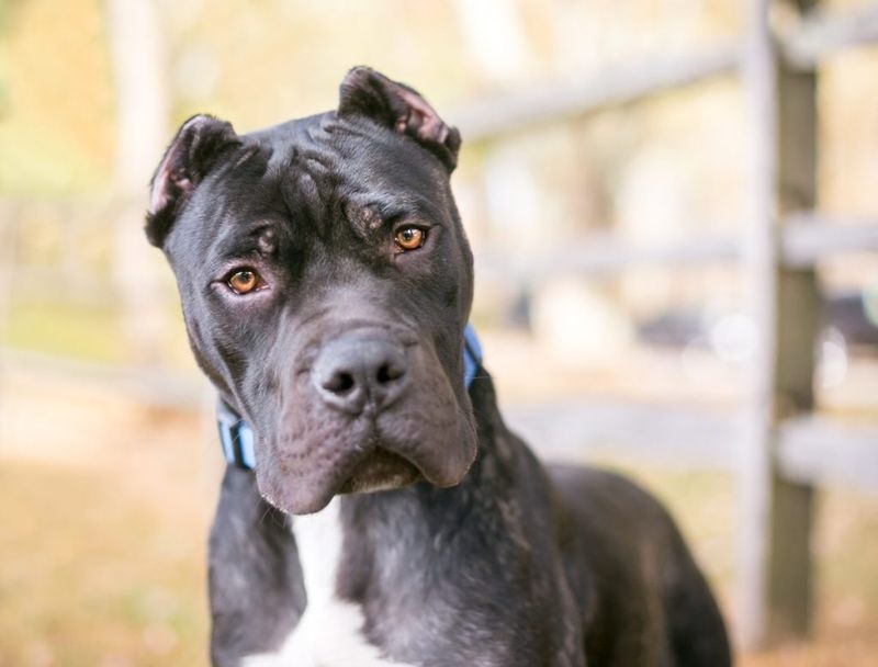 Presa Canario: The Canary Islands Powerhouse
