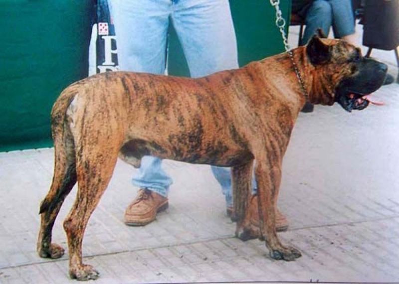 Dogo Canario: The Island Enforcer