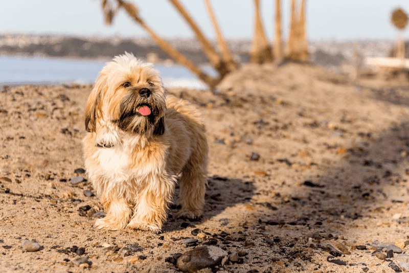 Lhasa Apso