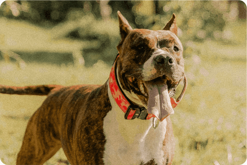 Staffordshire Terriers