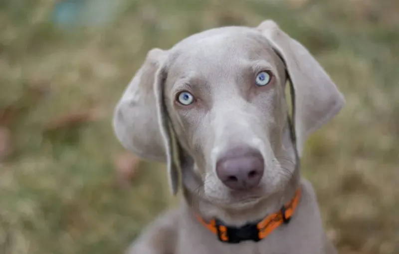 Weimaraners