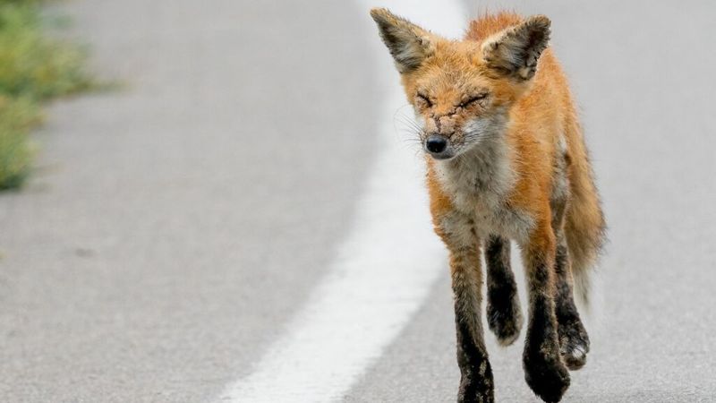 Foxes