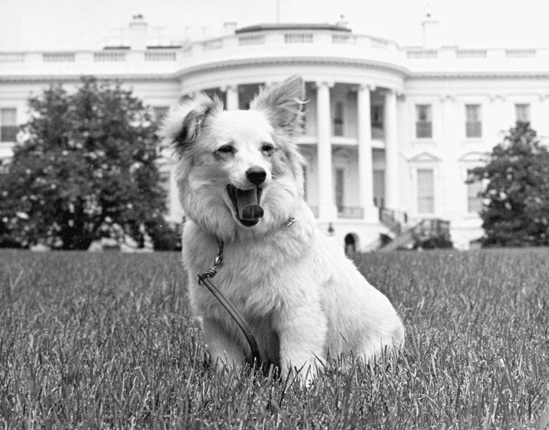 Beagle Superstar: Johnson's Dog Sparked Controversy