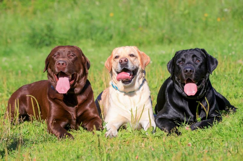 Four-Legged Diplomats: Labrador Retrievers