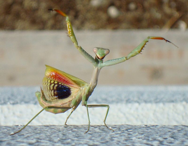 Threat Display That Mimics Larger Predators