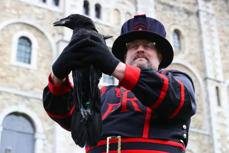 Ravens Guarding The Tower Of London