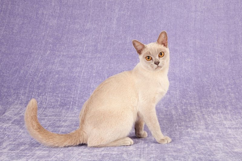 Lavender (Lilac) Dreamers