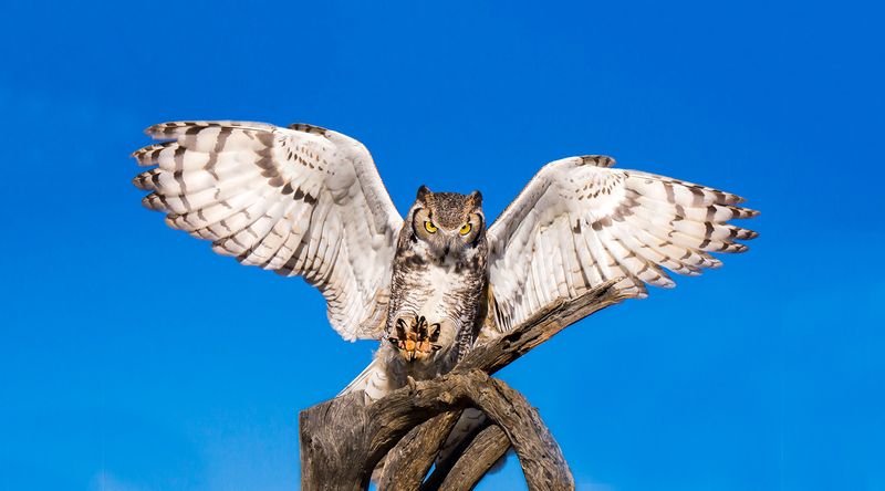 Razor-Sharp Talons