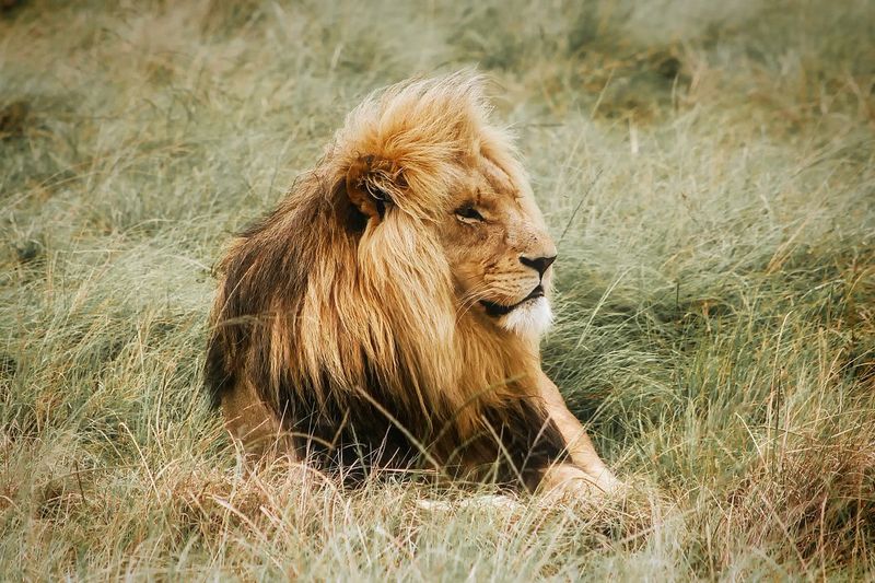 Prey Restoration: Rebuilding The Food Web